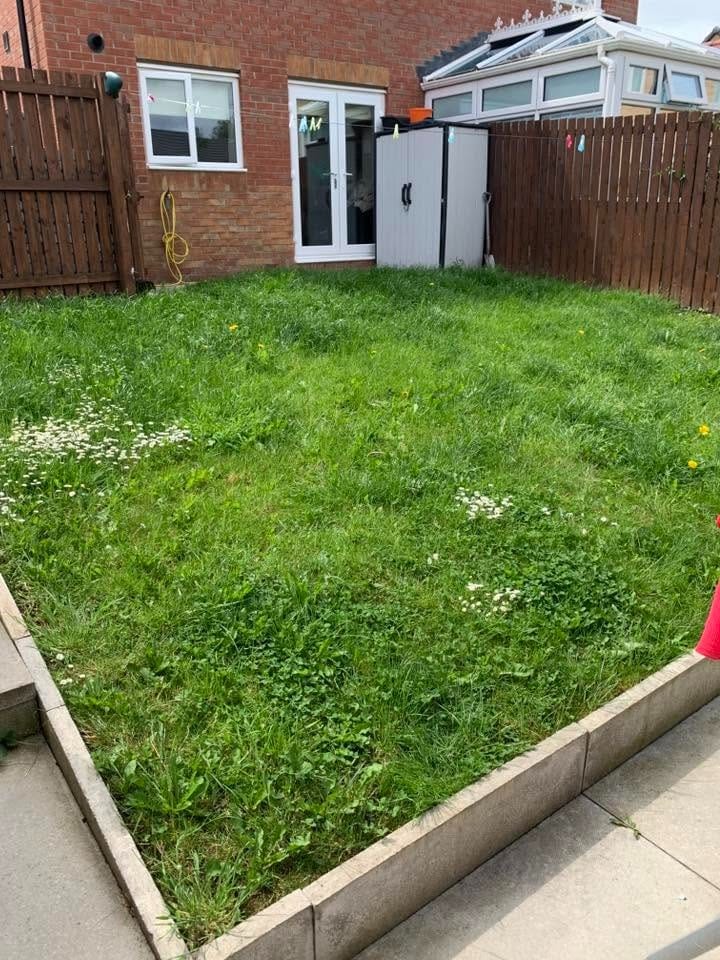 Before: the back lawn grown long and full of daisies