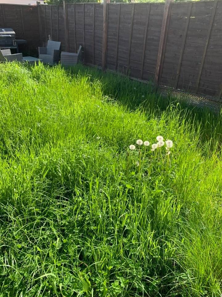 Before: long grass and dandelions across the lawn