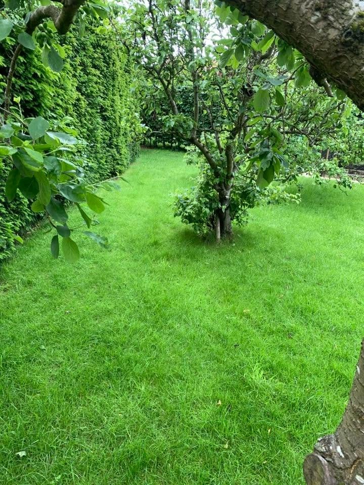 A freshly striped lawn around a young apple tree in a Wynyard garden