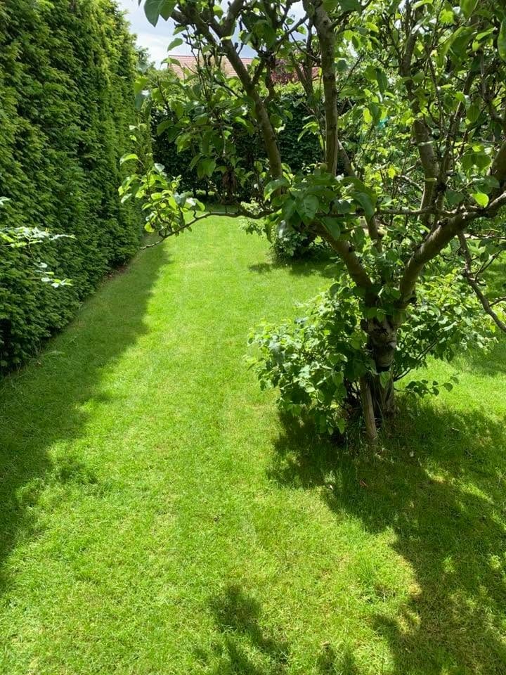 The lawn cut up to a tall hedge border