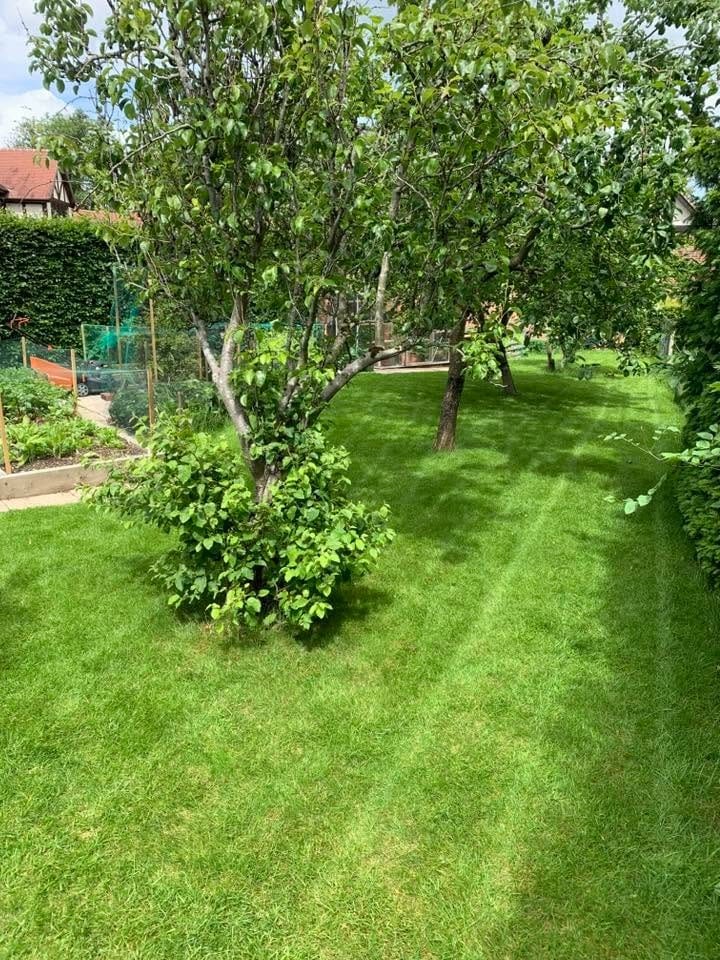 Fresh mowing stripes between fruit trees in a Wynyard garden